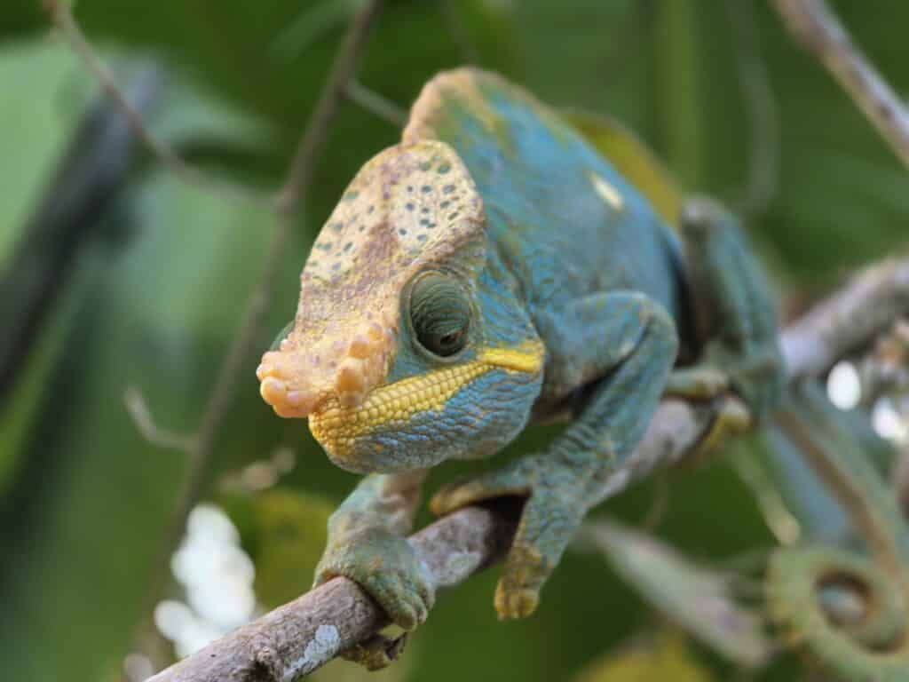 Globeatlas Aventures à Madagascar